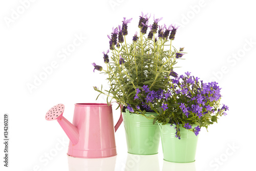 Campanula and Lavandula in flower pot