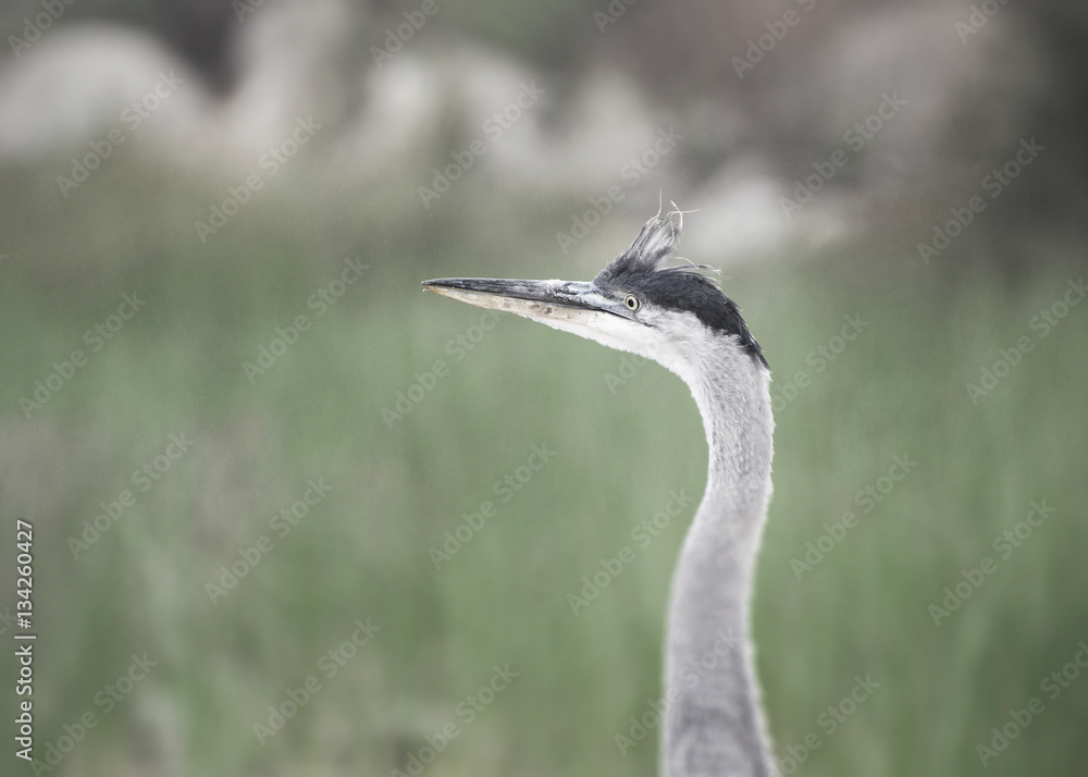 Great Blue Heron (Ardea herodias), Refugio State Beach, near Goleta, CA, USA. Great Blue Heron (Ardea herodias), Refugio State Beach, near Goleta, CA, USA.