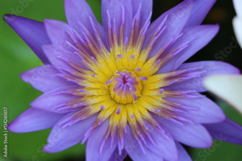 Purple lotus in the nature pond 