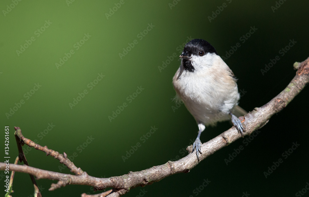 Obraz premium Small bird on branch
