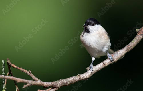 Small bird on branch