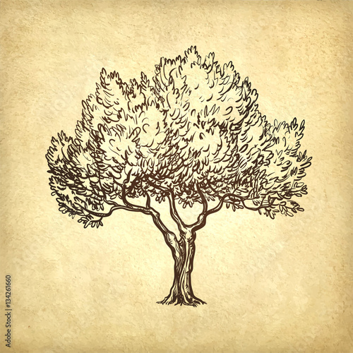 vector illustration of olive tree