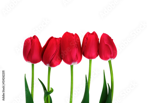 Red Tulips isolated. Five red tulips on white with clipping path