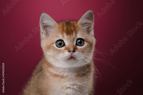 Tabby Scottish kitten
