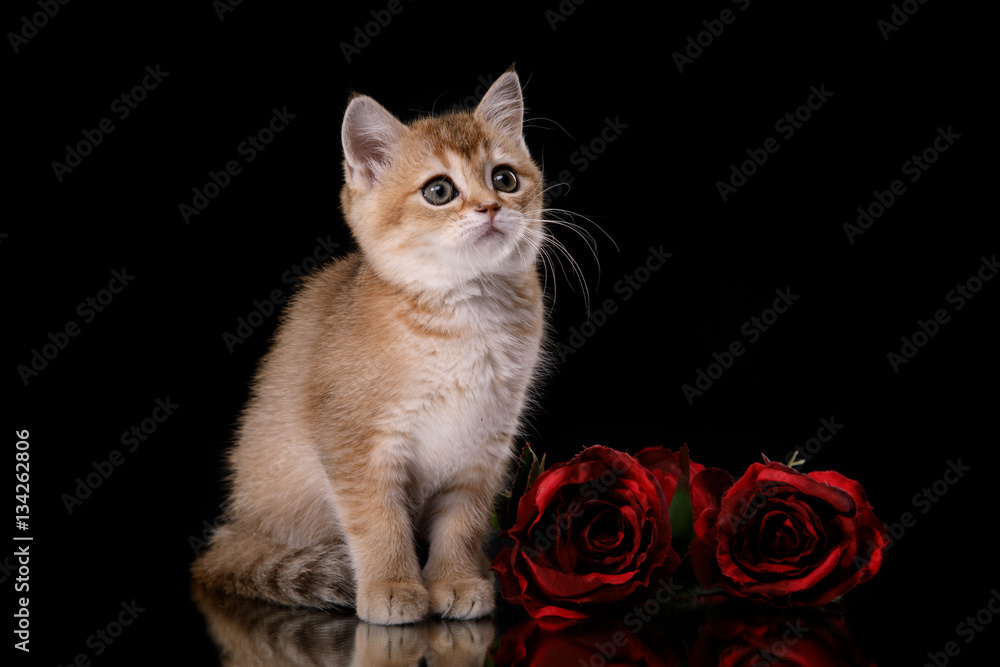 Obraz premium Tabby Scottish kitten