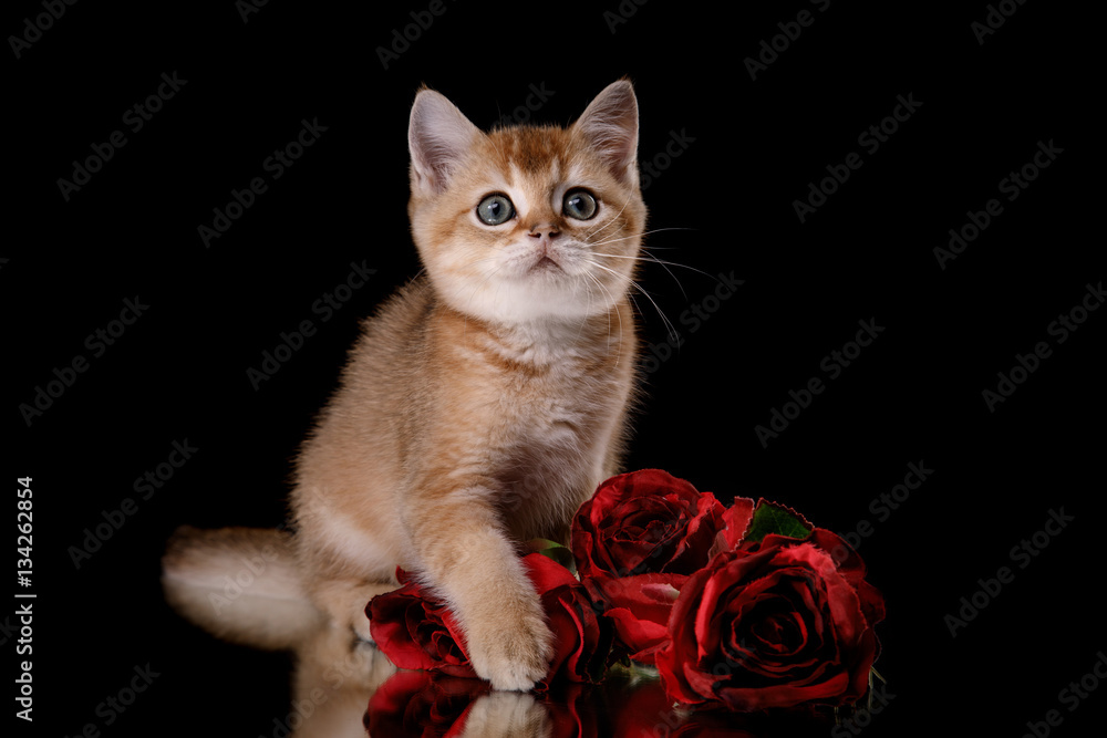 Fototapeta premium Tabby Scottish kitten