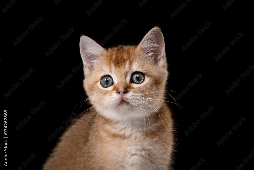 Tabby Scottish kitten