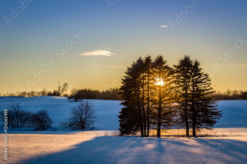Winter Scene of Rolling fields with a group of trees casting a long shadow. © LorneChapmanPhoto