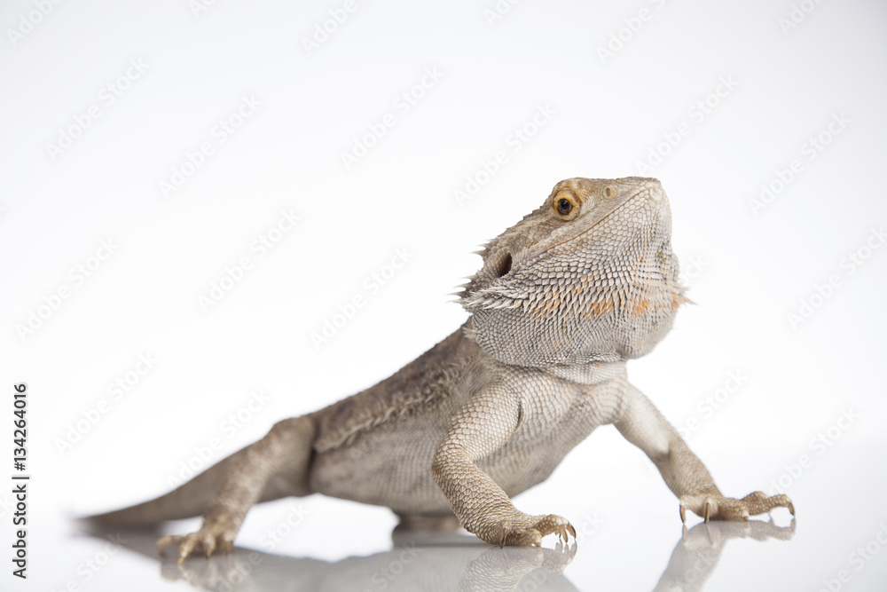 Obraz premium Lizard Bearded Dragon, Pet on white background