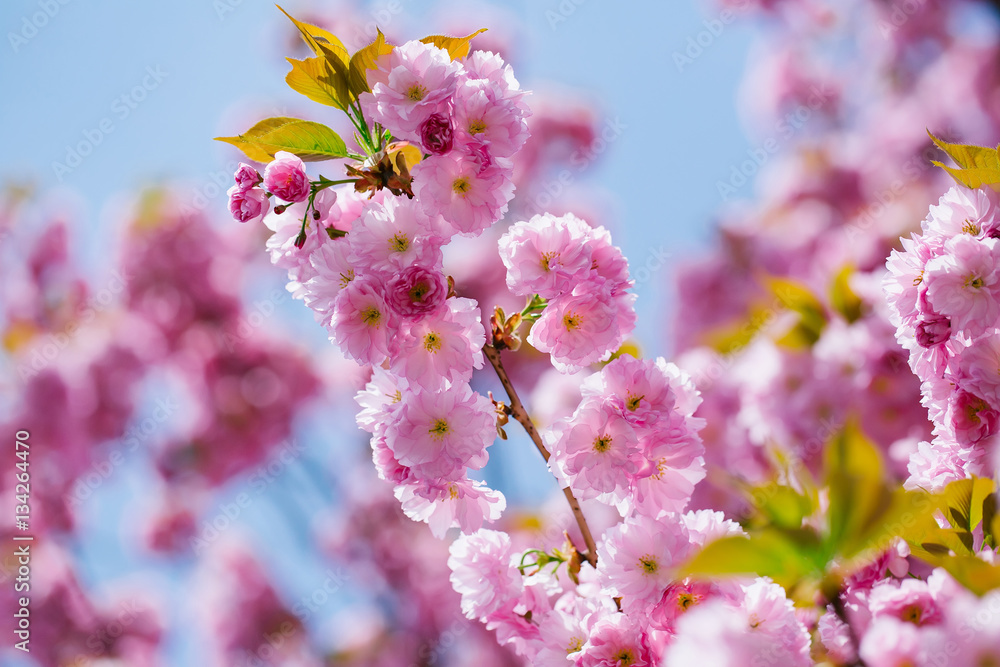 Pink flowers in blossom Pink flowers in blossom
