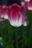 Tulip backlit from the sun, pink and red with white bottom.  Shallow depth of field, springtime in Montreal.