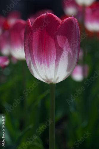 Tulip backlit from the sun  pink and red with white bottom.  Shallow depth of field  springtime in Montreal.