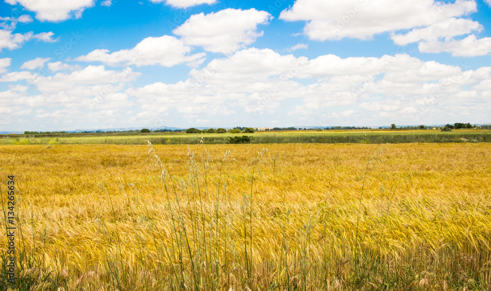 Landscape, wheat field with blue sky and cloud in summer background. Landscape, wheat field with blue sky and cloud in summer background.