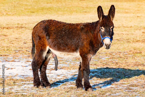 Male donkey on the pasture shows his sex