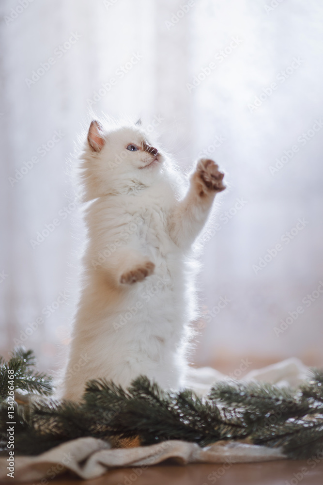 Ragdoll blue point little kitten on a colored background studio Ragdoll blue point little kitten on a colored background studio