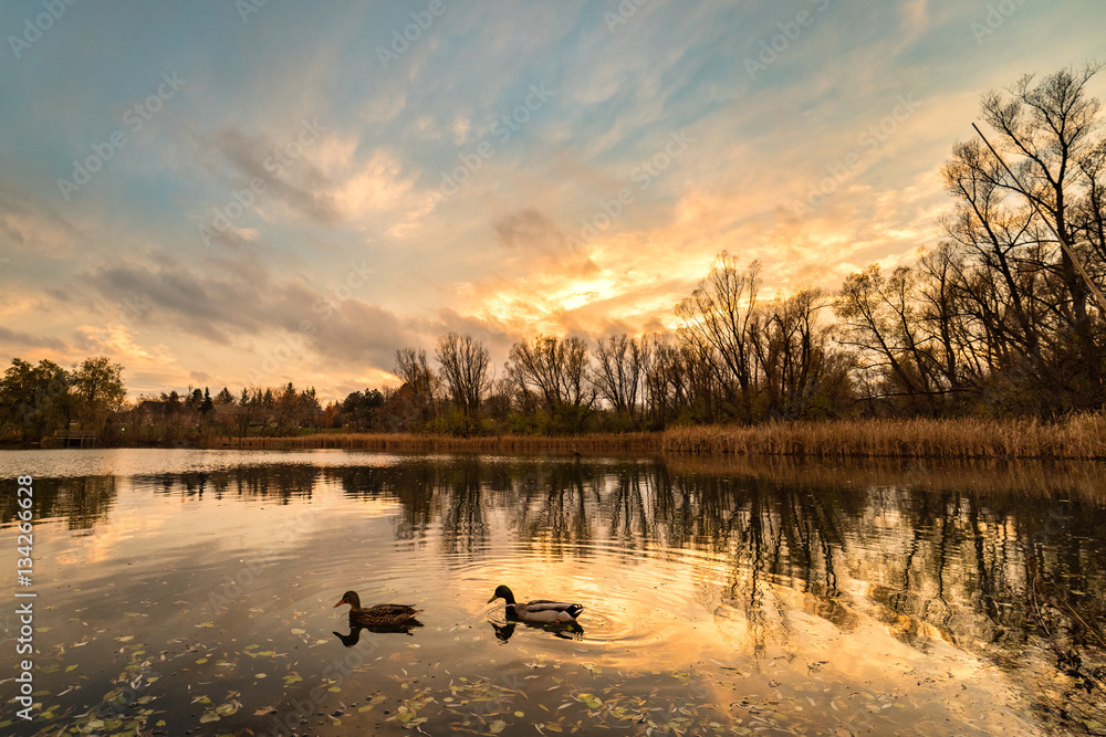 Naklejka premium Beautiful sunset on a pond with clouds and a pair of ducks swimming.