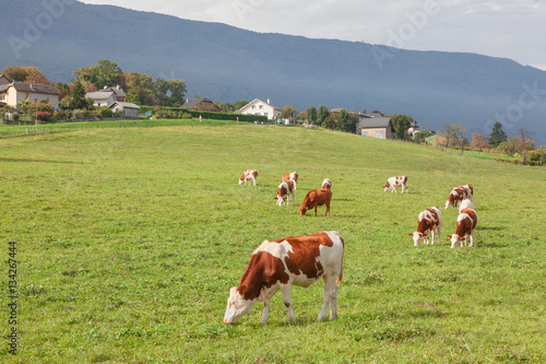 cows graze in the foothills