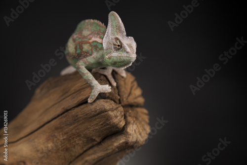 Root, Green chameleon, lizard background