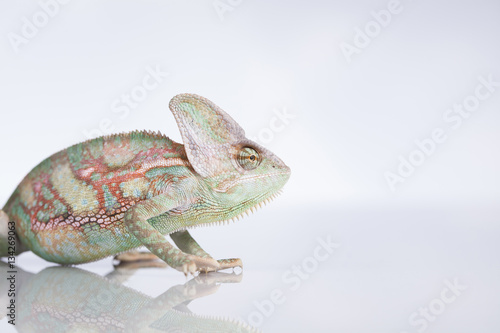 Green chameleon lizard on white background