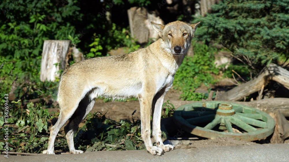 Fototapeta premium Wild wolf in a natural habitat, horizontal shot.