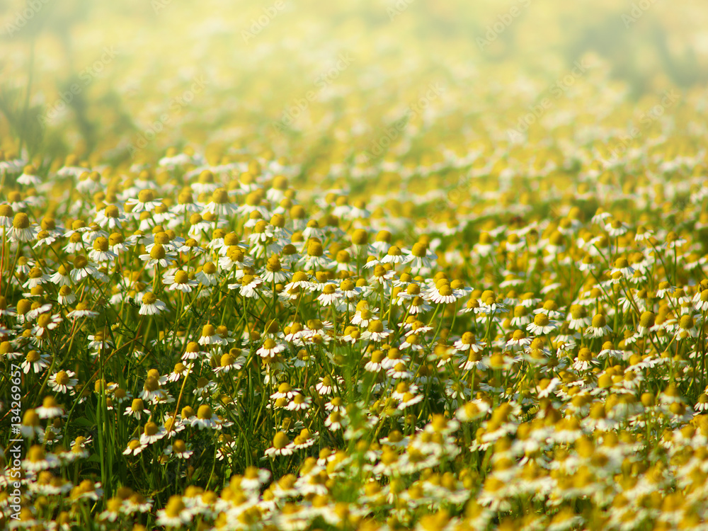 Field chamomile In the fog Field chamomile In the fog