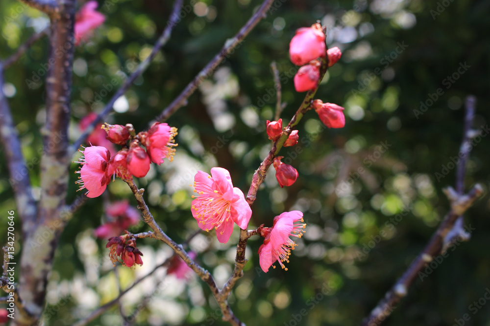 濃いピンクの梅の花