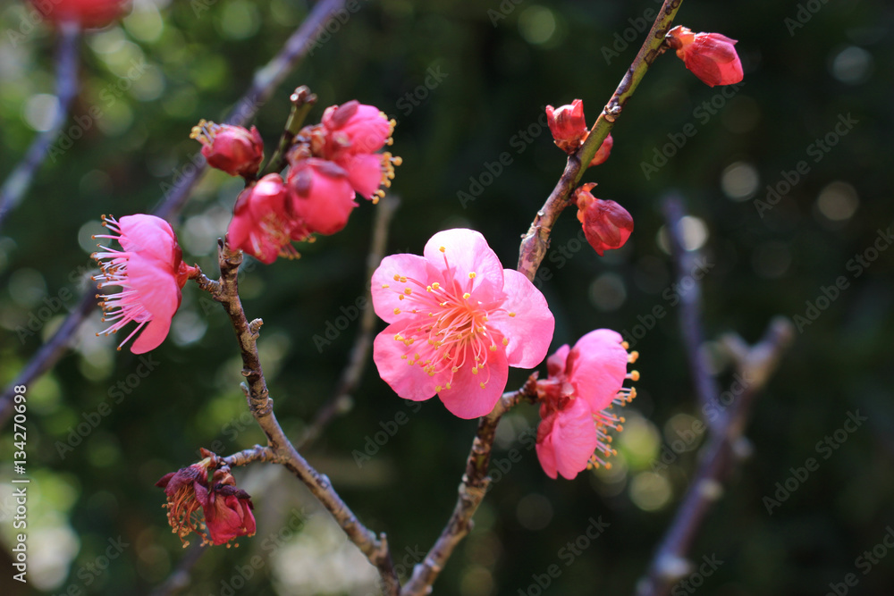 濃いピンクの梅の花