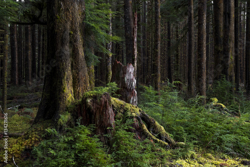 Second growth hemlock/spruce forest, Hoh Valley near Forks, WA photo