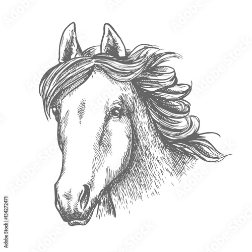 Horse head sketch of arabian mare