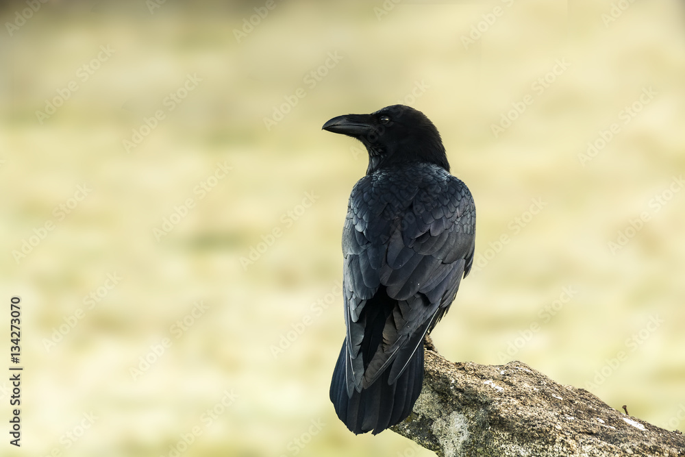 Naklejka premium corvus corax