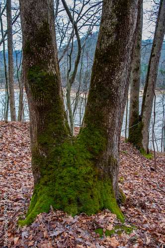 Moss covered v-shaped tree in the forest