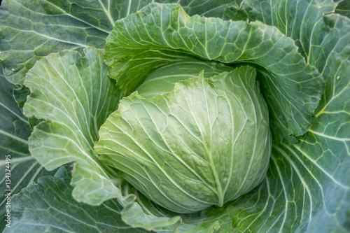 Fresh green cabbage in the garden