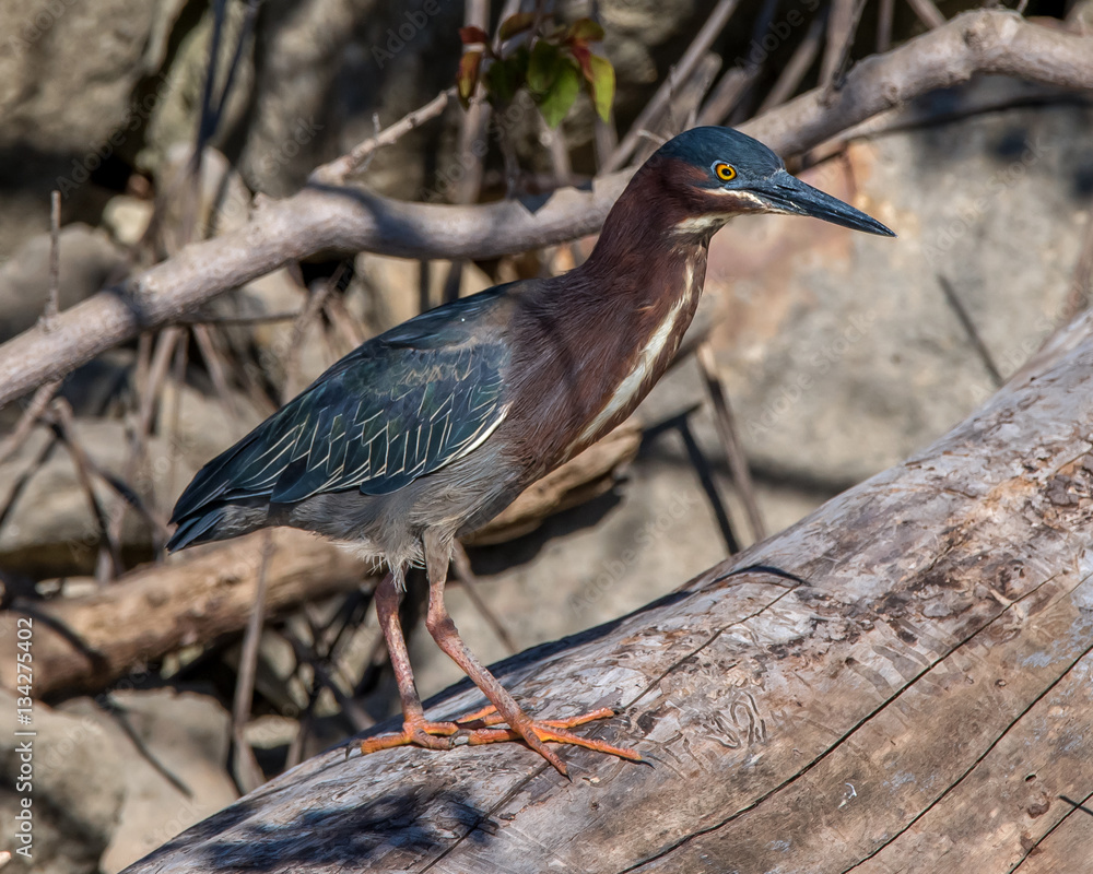Green Heron, lake Waco, Texas Green Heron, lake Waco, Texas