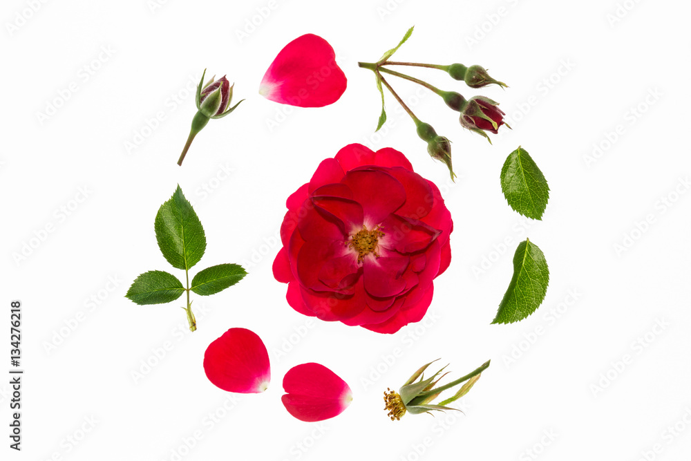 red rose flowerhead, petals and leaves arranged in circle on white background