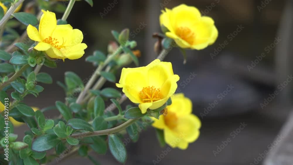 (Kunnaitunsai), Flower Portulaca oleracea yellow (Kunnaitunsai), Flower Portulaca oleracea yellow