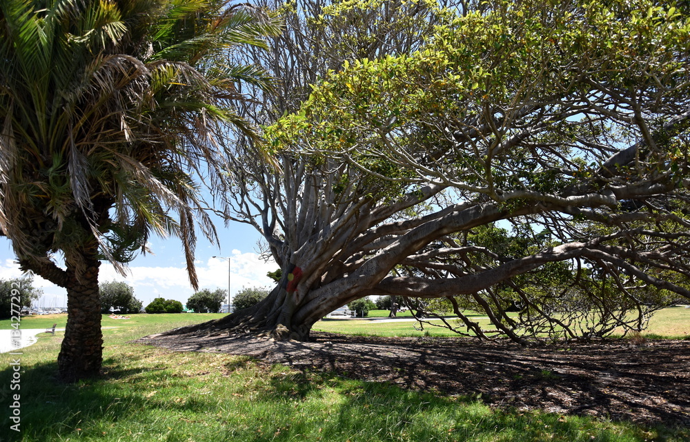 Fototapeta premium Aboriginal flag sign on the tree. Catani Gardens in St Kilda, Melbourne, Australia.