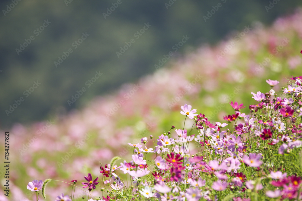 Obraz premium Beautiful cosmos