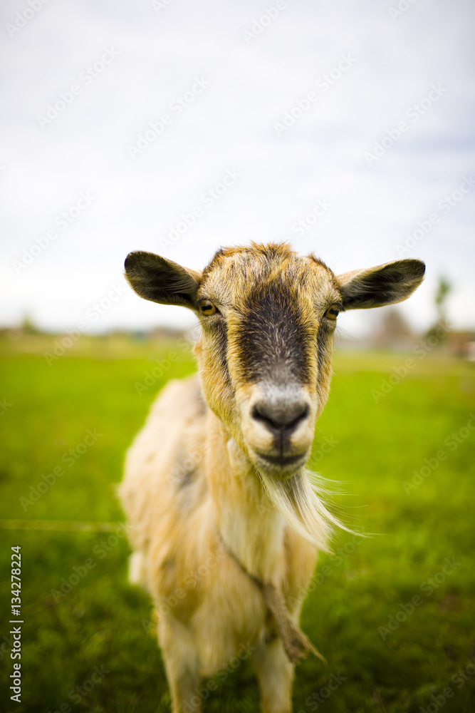 Adult red-haired goat grazing in a meadow. Adult red-haired goat grazing in a meadow.