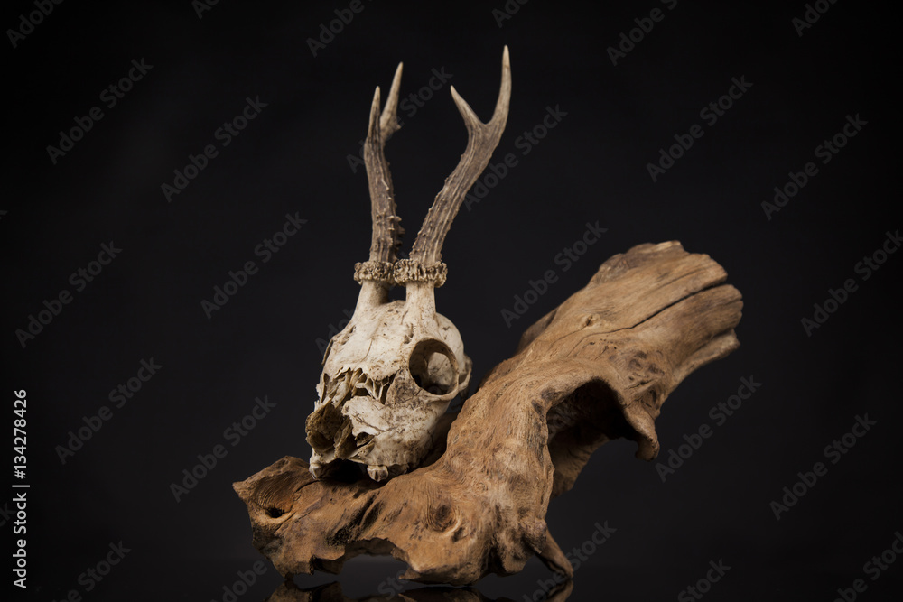 Fototapeta premium Deer skull, black mirror background