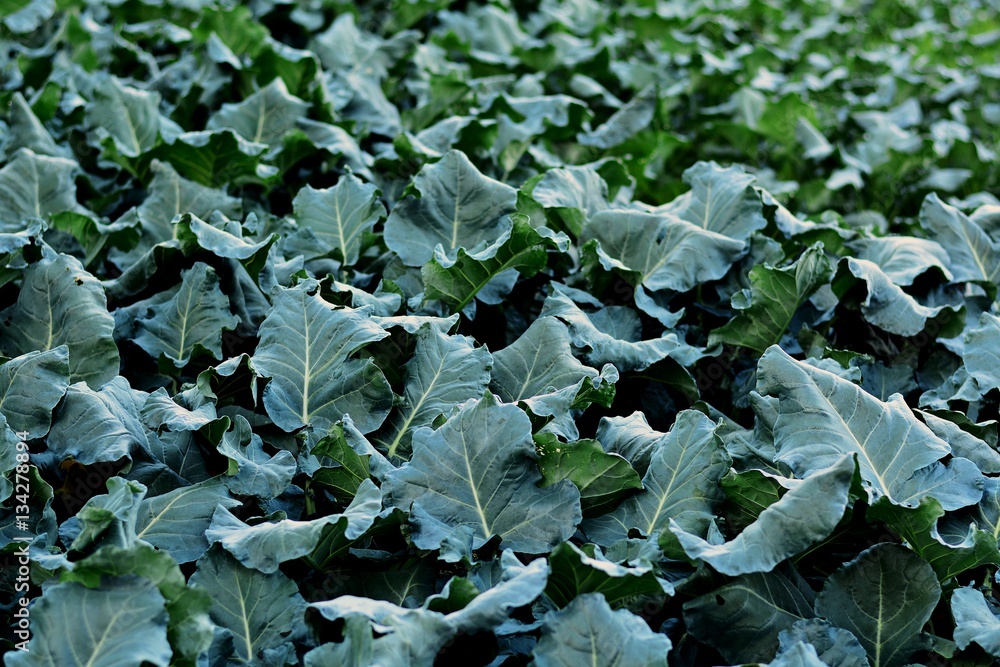 Broccoli growing in a farmer's field. Broccoli growing in a farmer's field.