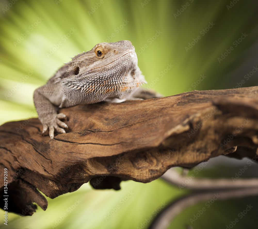 Fototapeta premium Lizard root, Bearded Dragon on green background