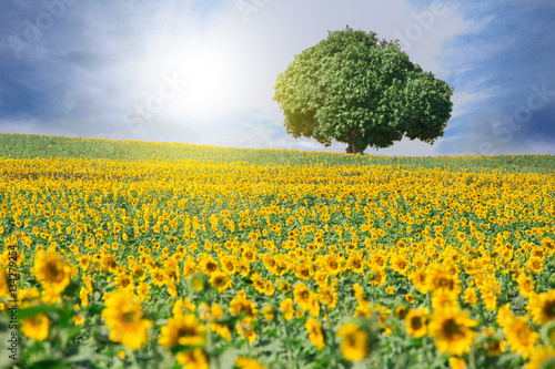 field and big tree of blooming sunflowers on a background sunset
