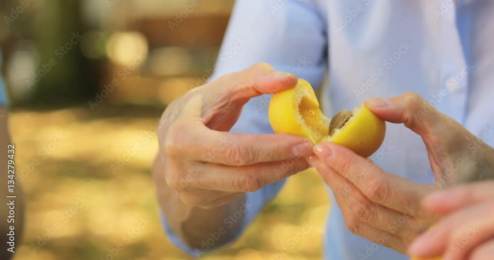 Senior couples removing seeds of apricot fruits in garden Senior couples removing seeds of apricot fruits in garden