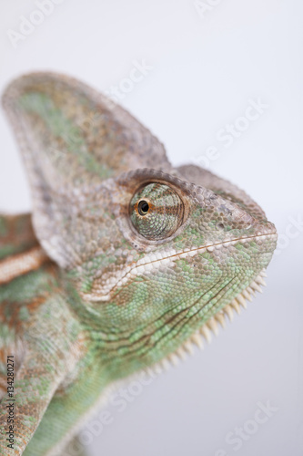 Green chameleon,lizard on white background