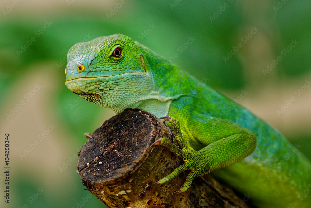 Male Fiji banded iguana (Brachylophus fasciatus) on Viti Levu Is Male Fiji banded iguana (Brachylophus fasciatus) on Viti Levu Is
