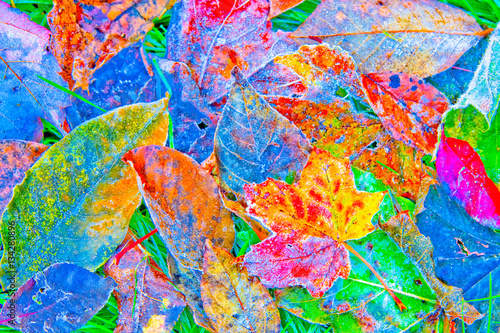 leaves with abstract color