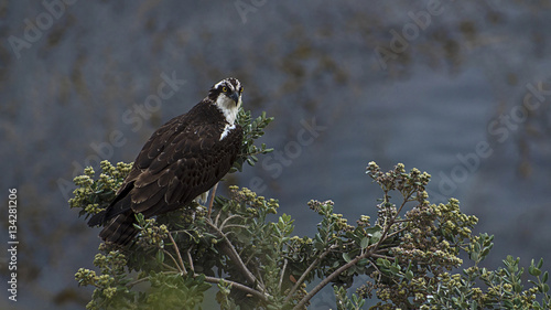 Osprey and the Ocean