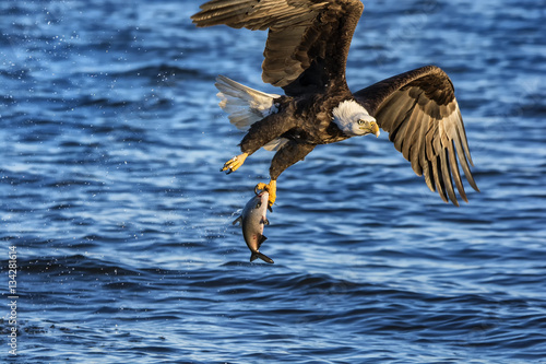 Bald eagle flying off with it's catch