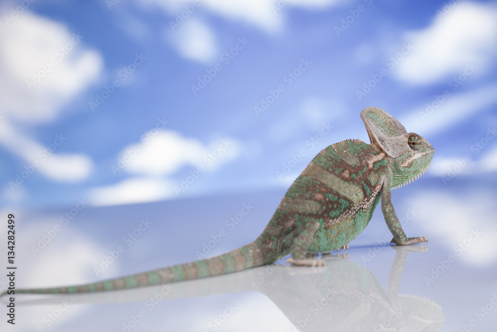 Obraz premium Chameleon lizard isolated on sky background