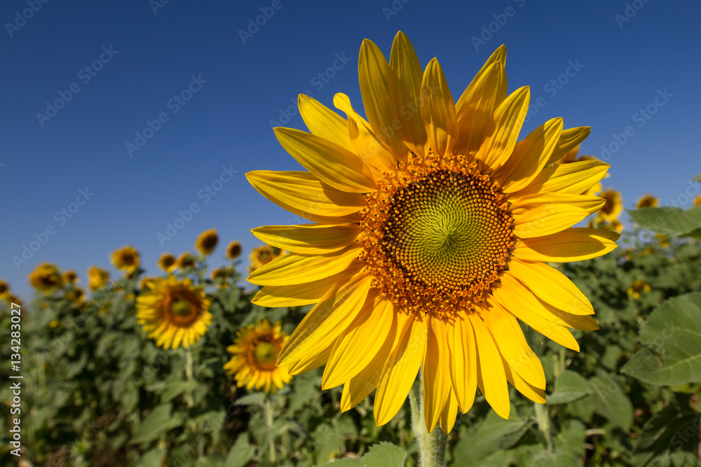Beautiful sunflower blooming in field, detail and background